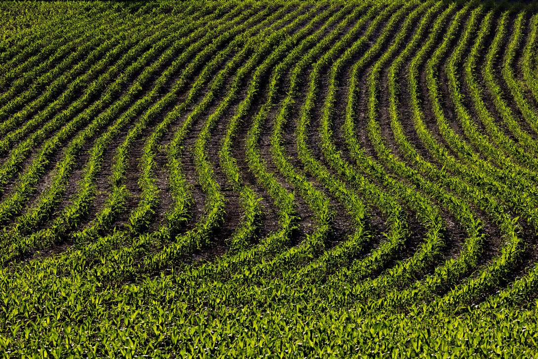 corn field