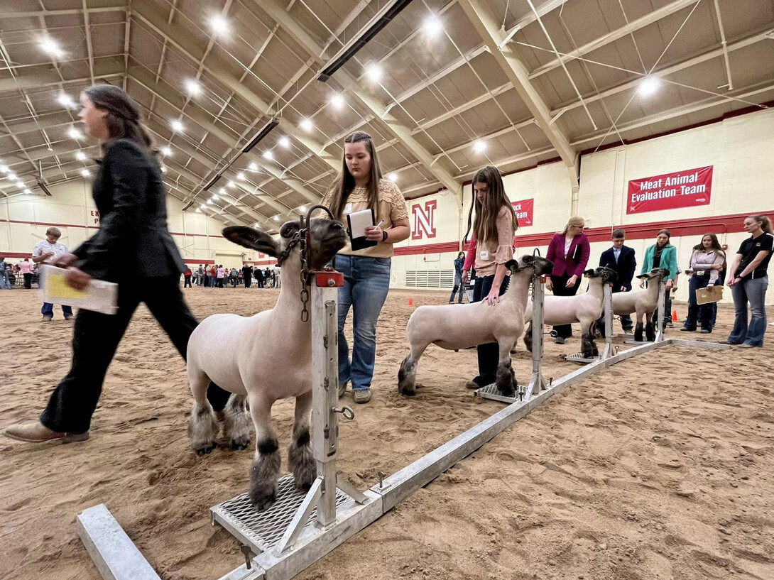 Nebraska 4-H livestock judging