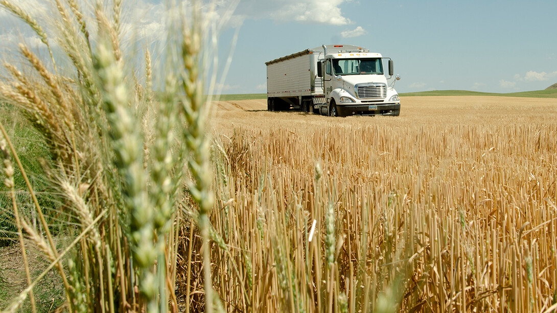 nebraska wheat