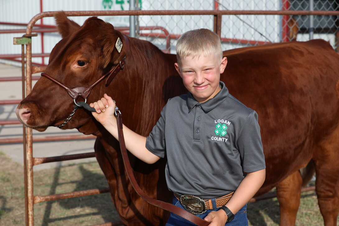 beef showman