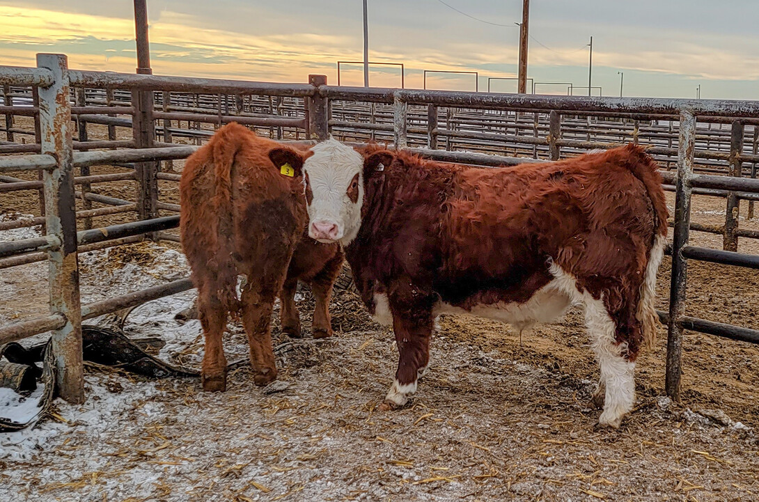 hereford cattle