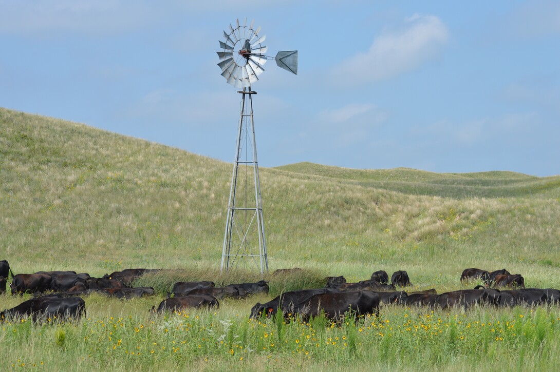 cattle grazing windmill