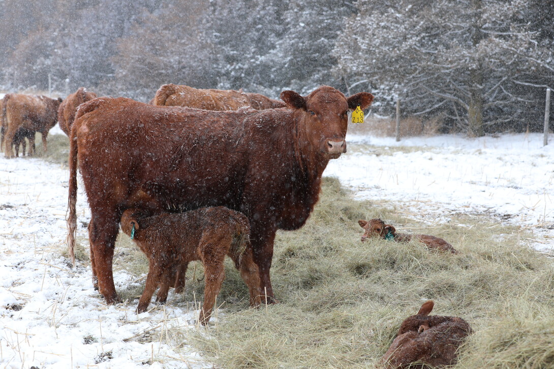 cow calf pair