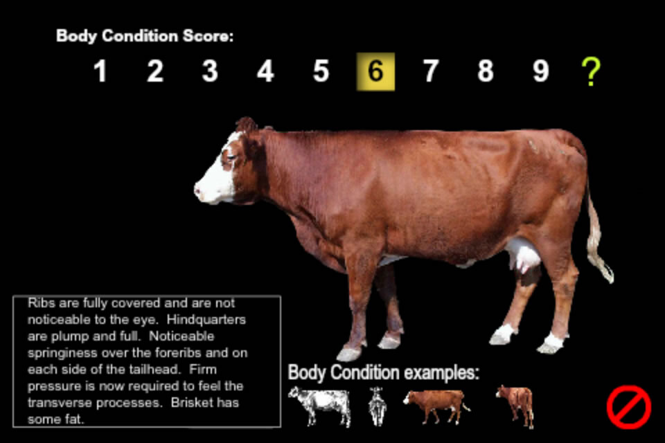 An example of body condition score. Links to larger image.