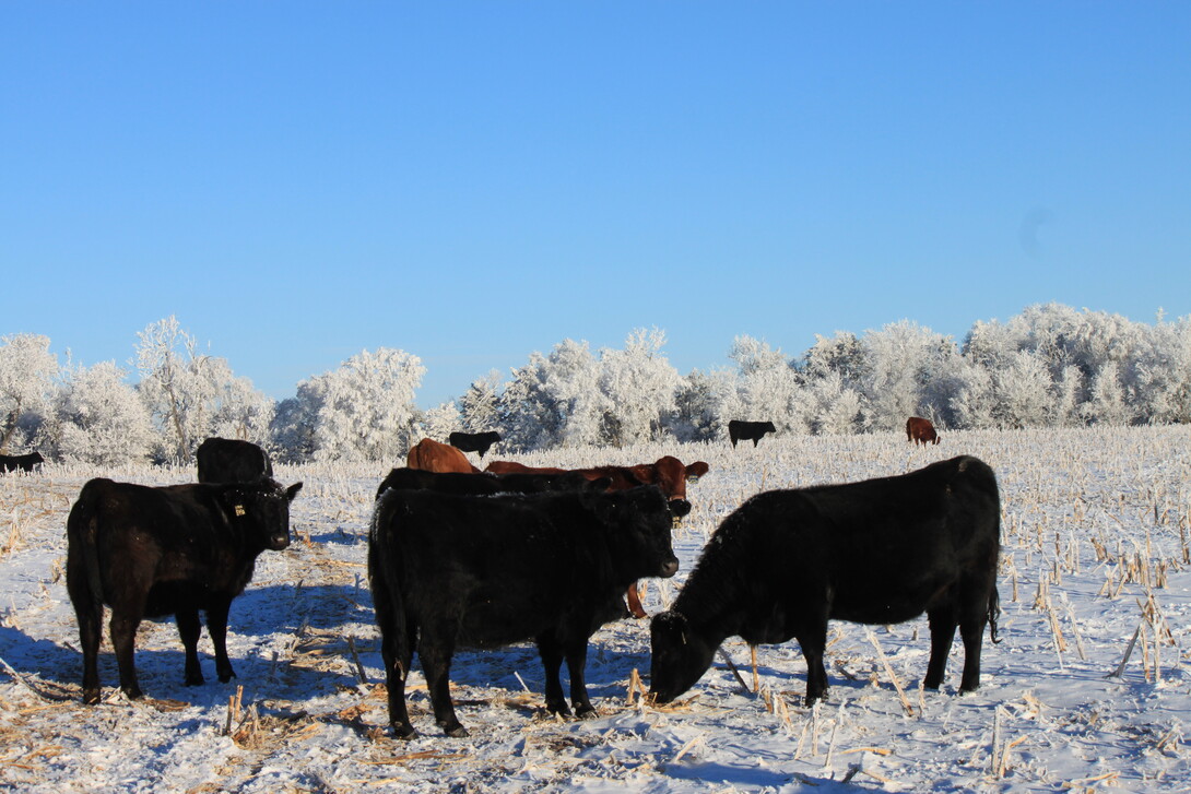Cattle grazing on cornstalks