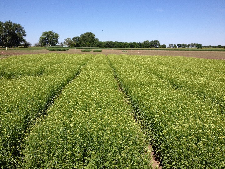 a crop field