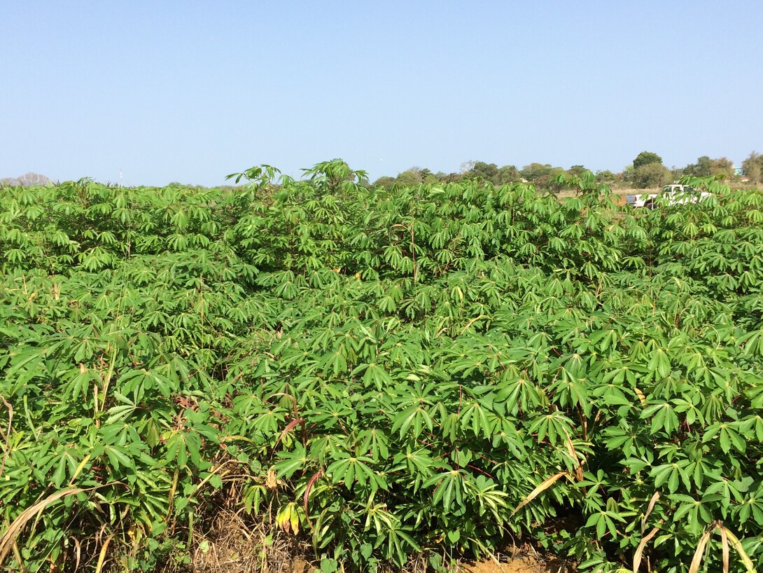 Cassava