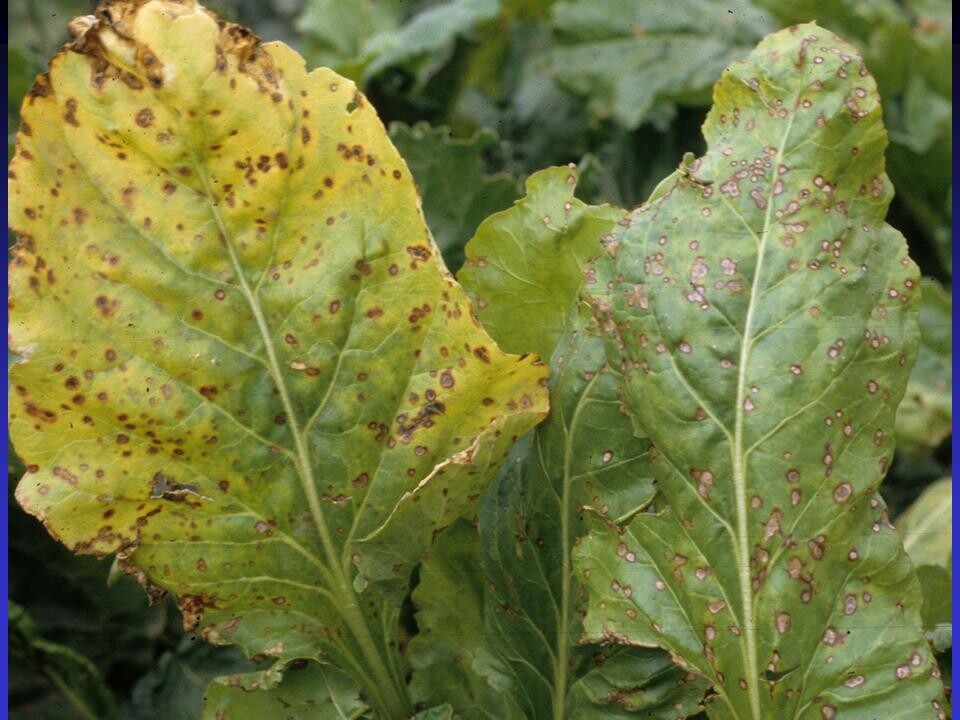 Cercospora leaf spot 