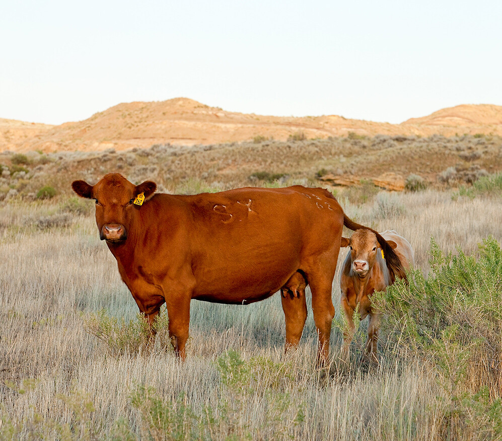 Cow and Calf 