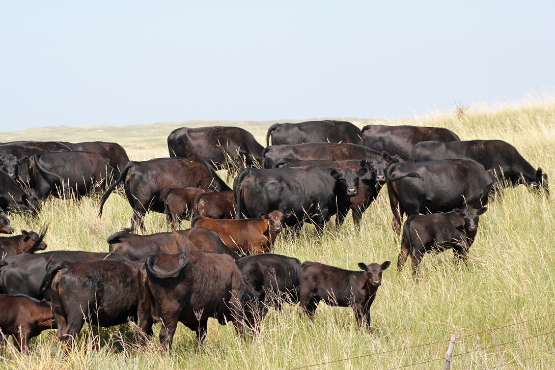 Grazing