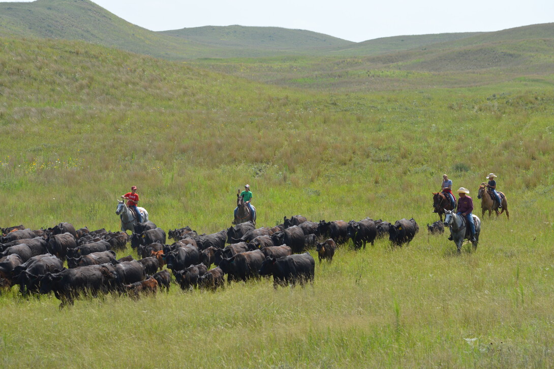 ranchers moving cattle