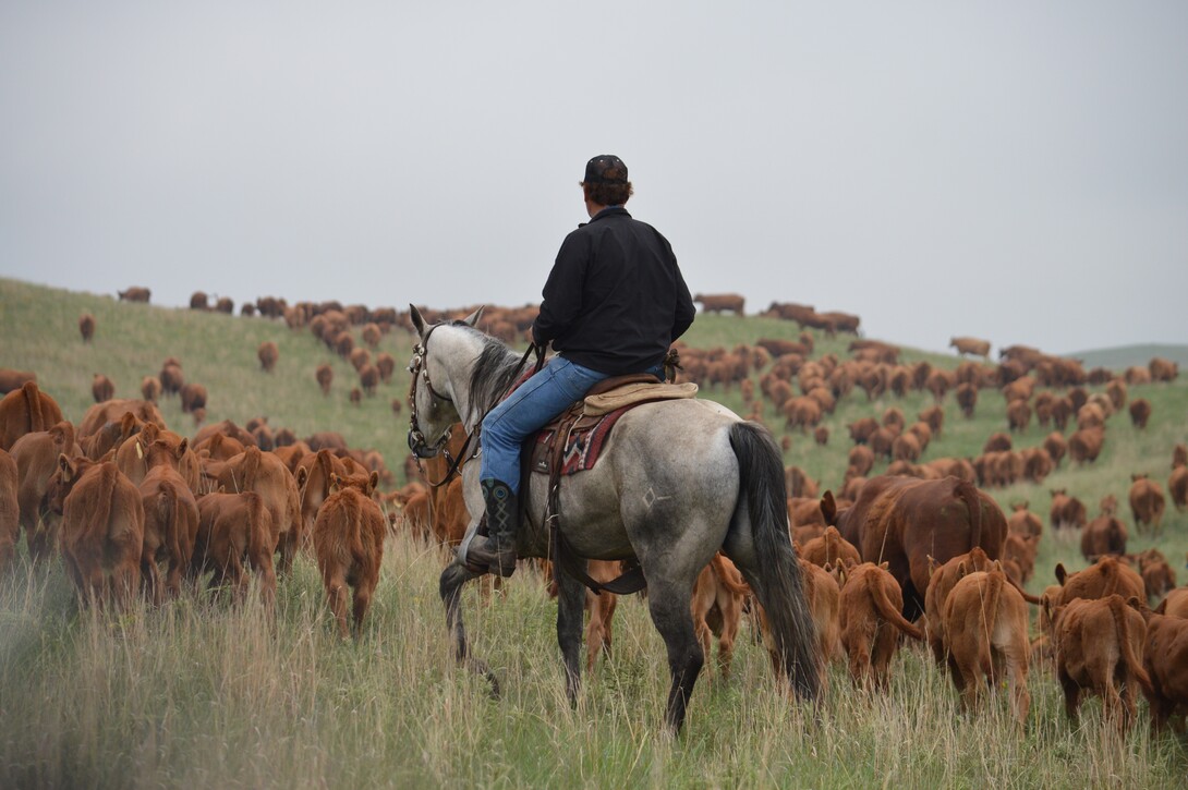 man on a horse