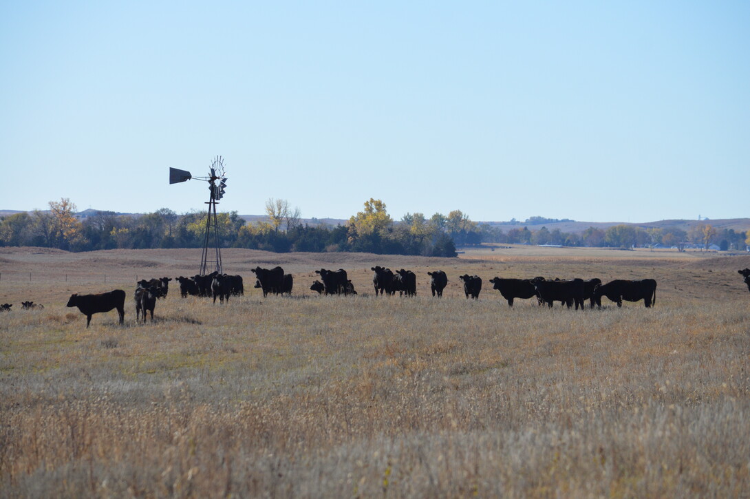 cattle grazing near windmill