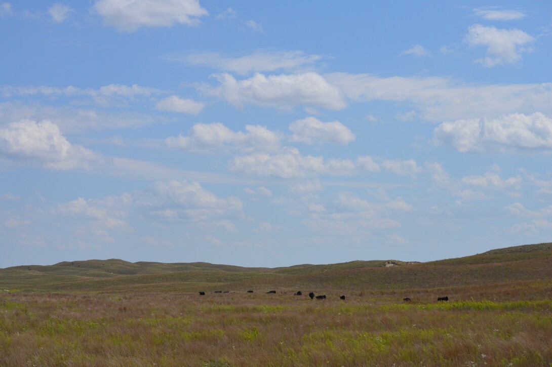 cattle grazing