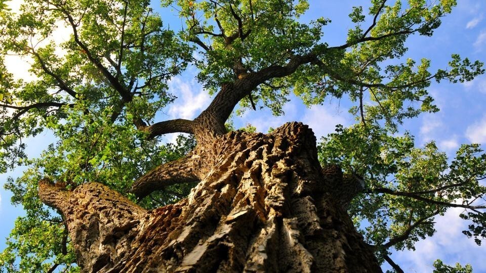 An image of a tree looking up from the ground. Links to larger image.