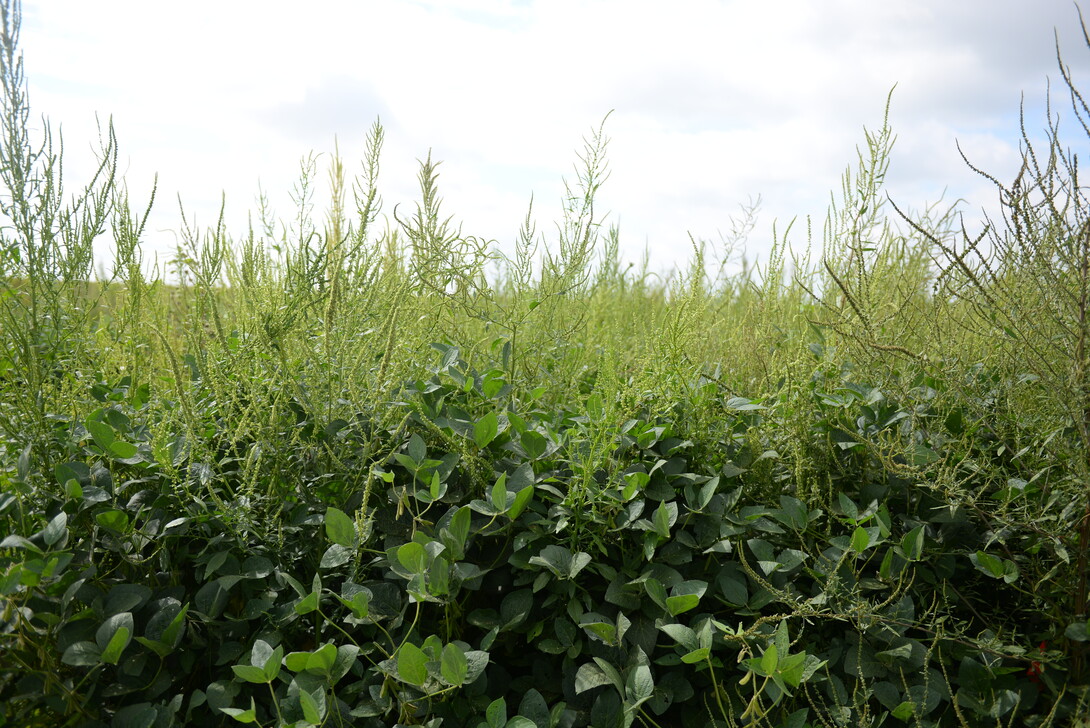 Palmer amaranth