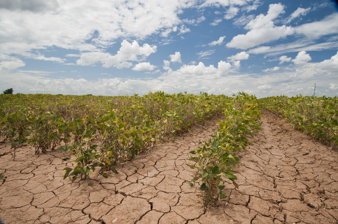 a field during a drought