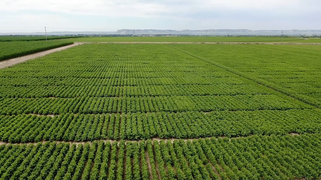 UNL dry bean variety