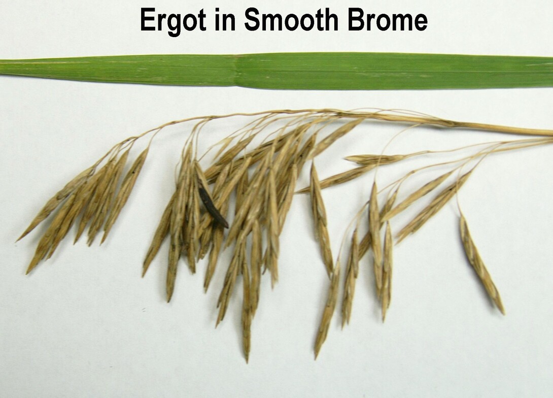 Ergot in Smooth Brome. Links to larger image