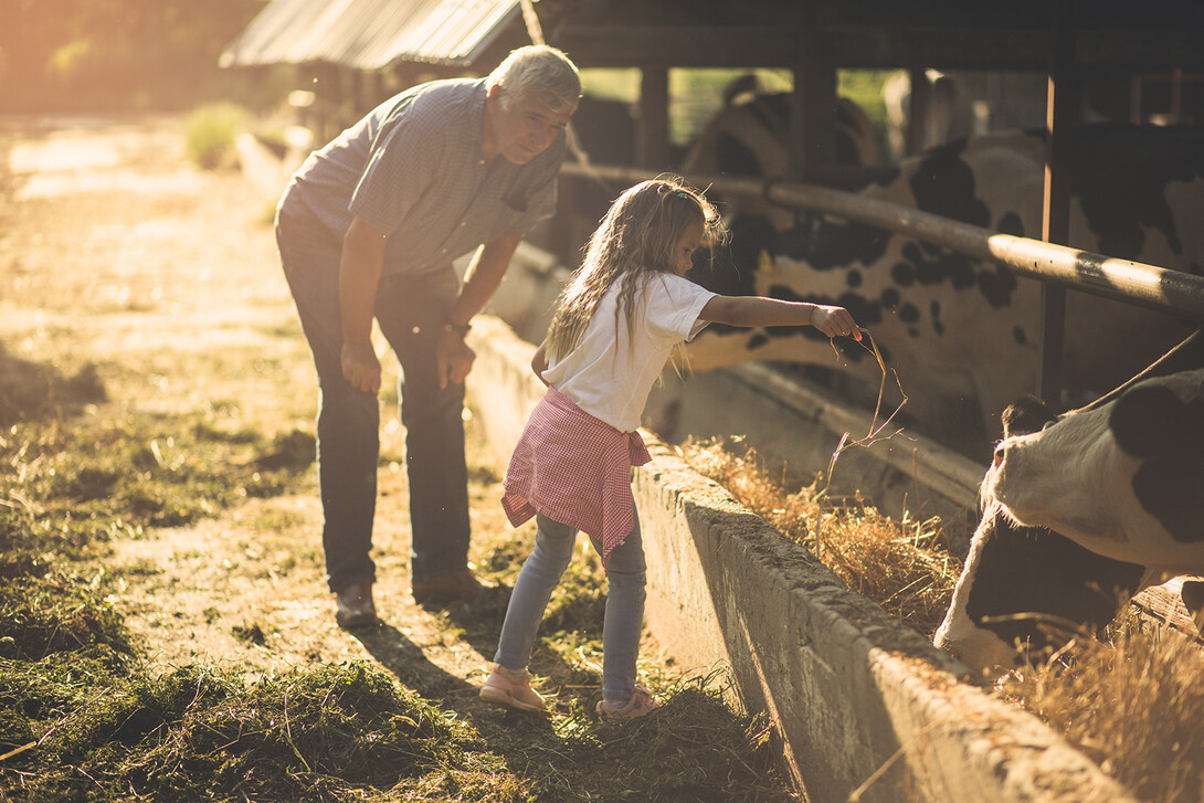 farm feeding at sunset