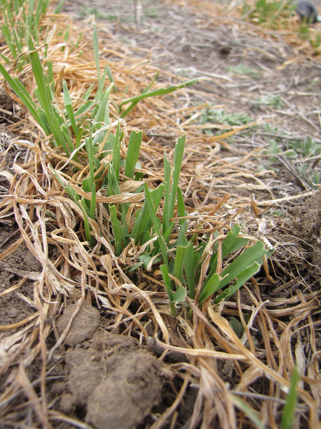 Army cutworm 