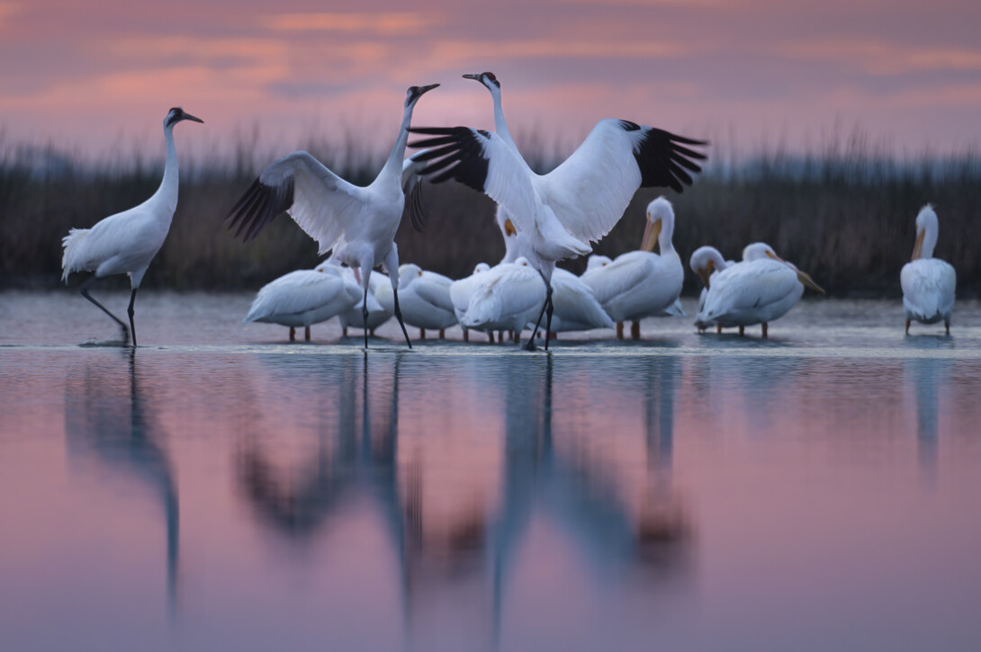 whooping cranes