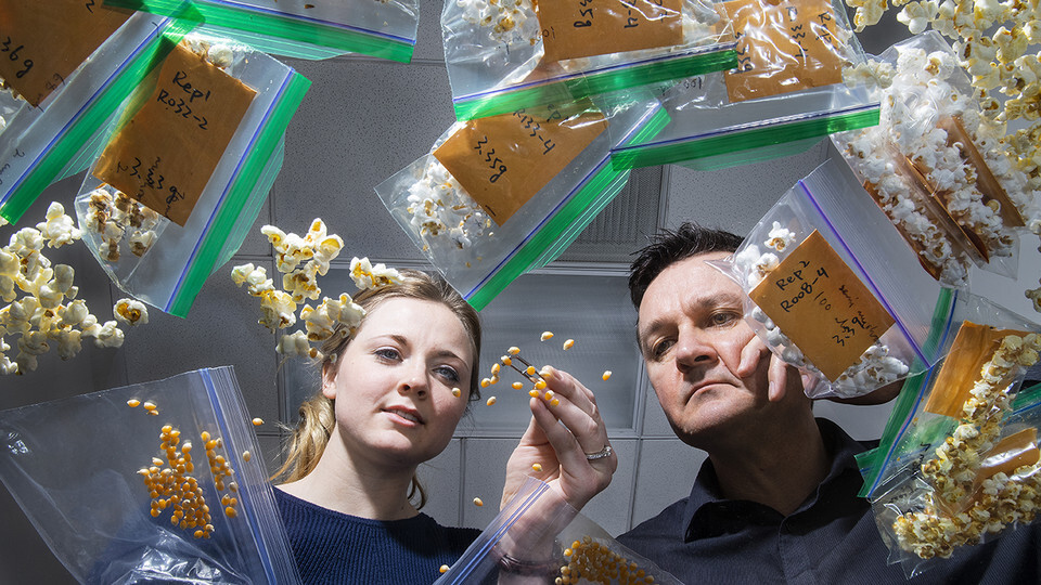 Nebraska's David Holding (right) and Leandra Marshall (left) examining corn kernels. Links to larger image.