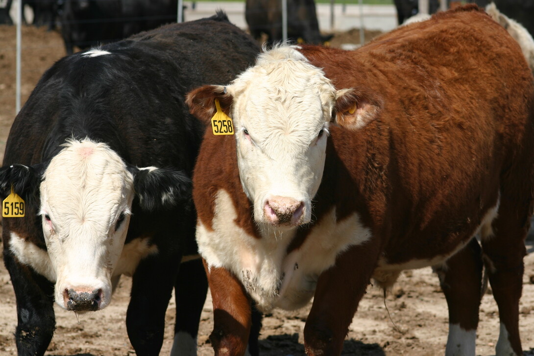 Cattle