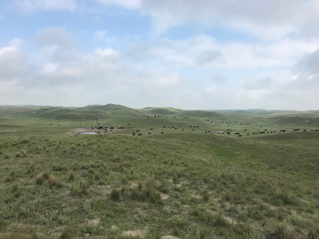 cattle grazing Sandhills