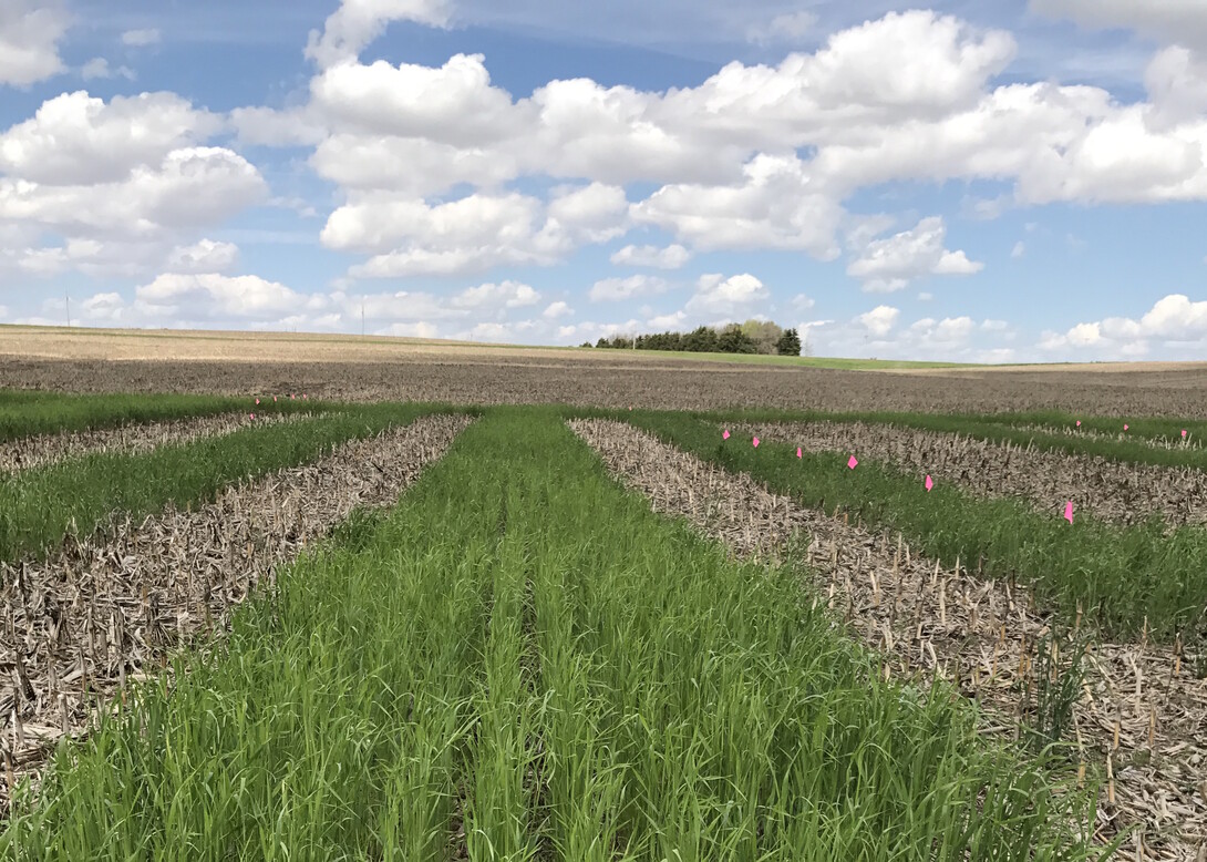 Cover Crops