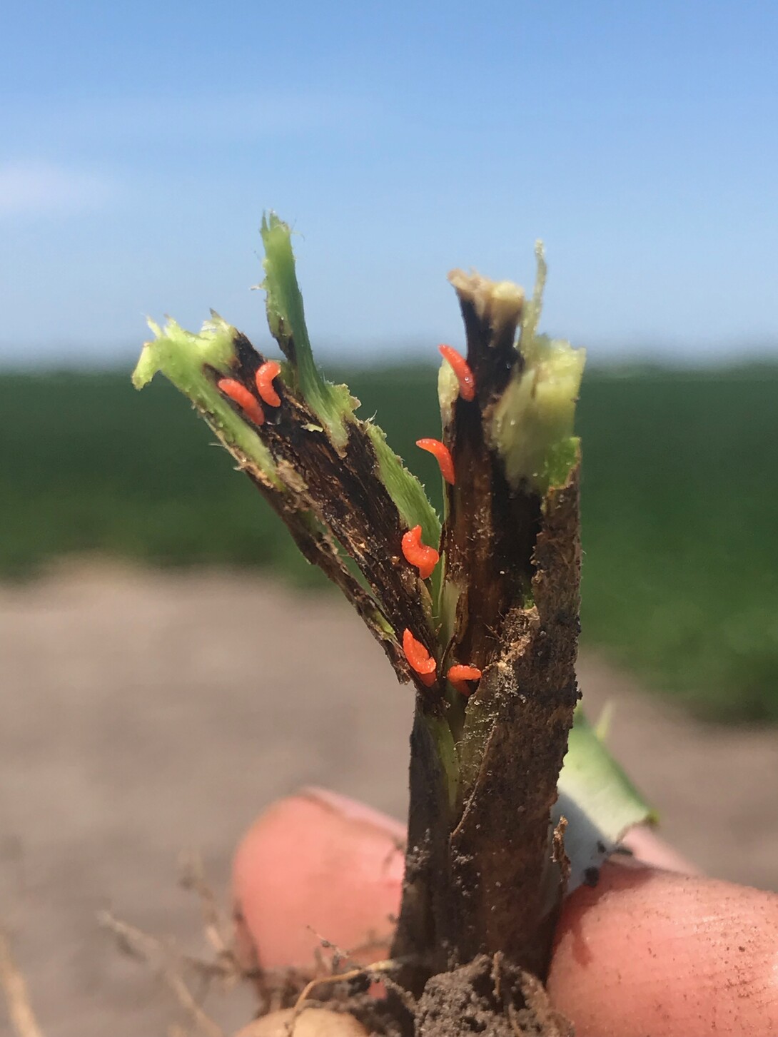 Soybean Gall Midge Larvae