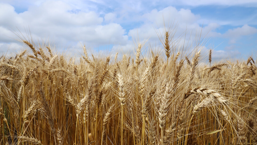 Nebraska Crop Production Clinics 