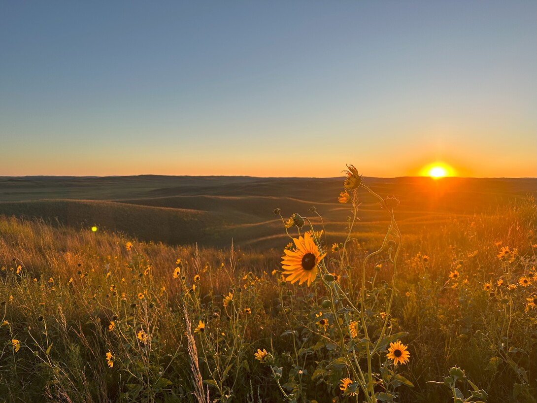 Sunset over grassland field