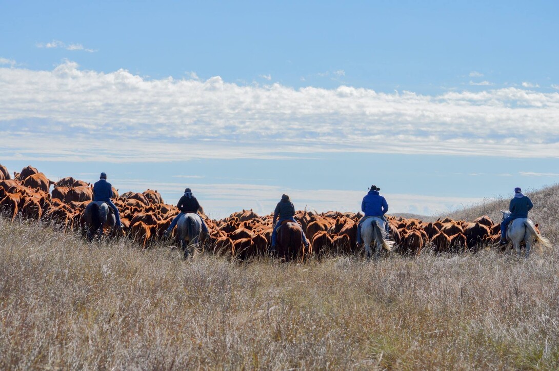 horseback riders