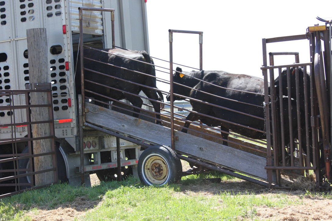 cattle