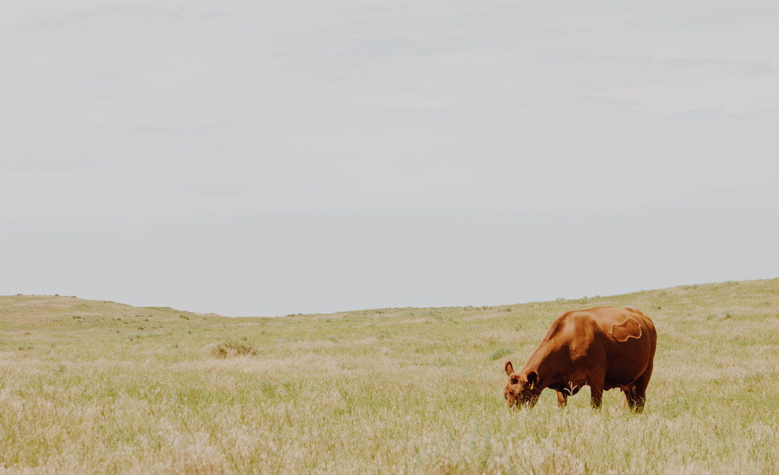 Schuler Red Angus