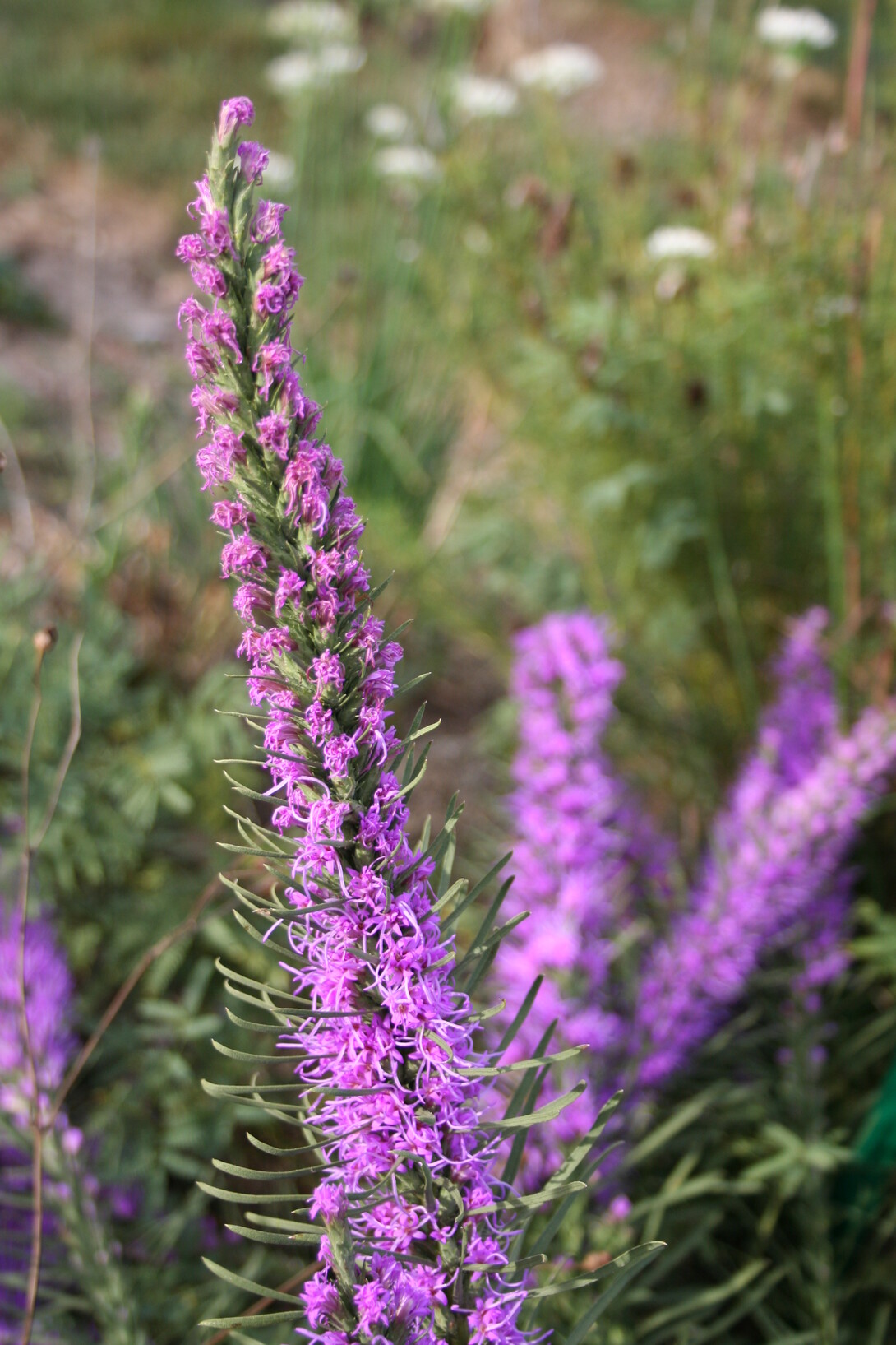 Prairie Flowers