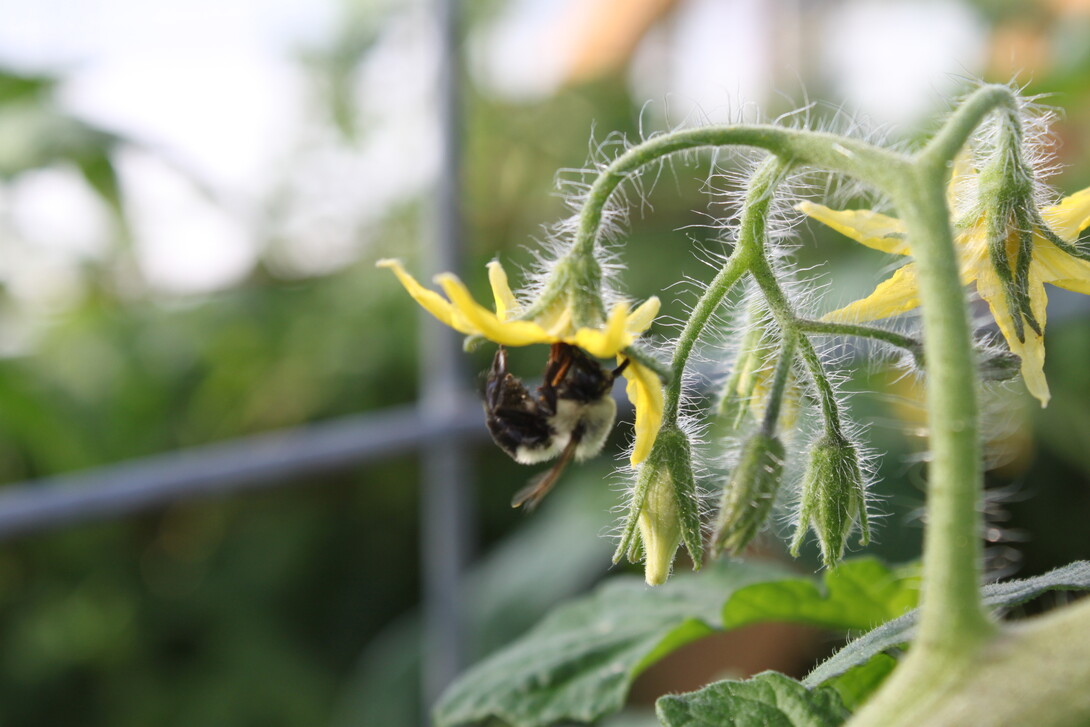 Organic Farming 