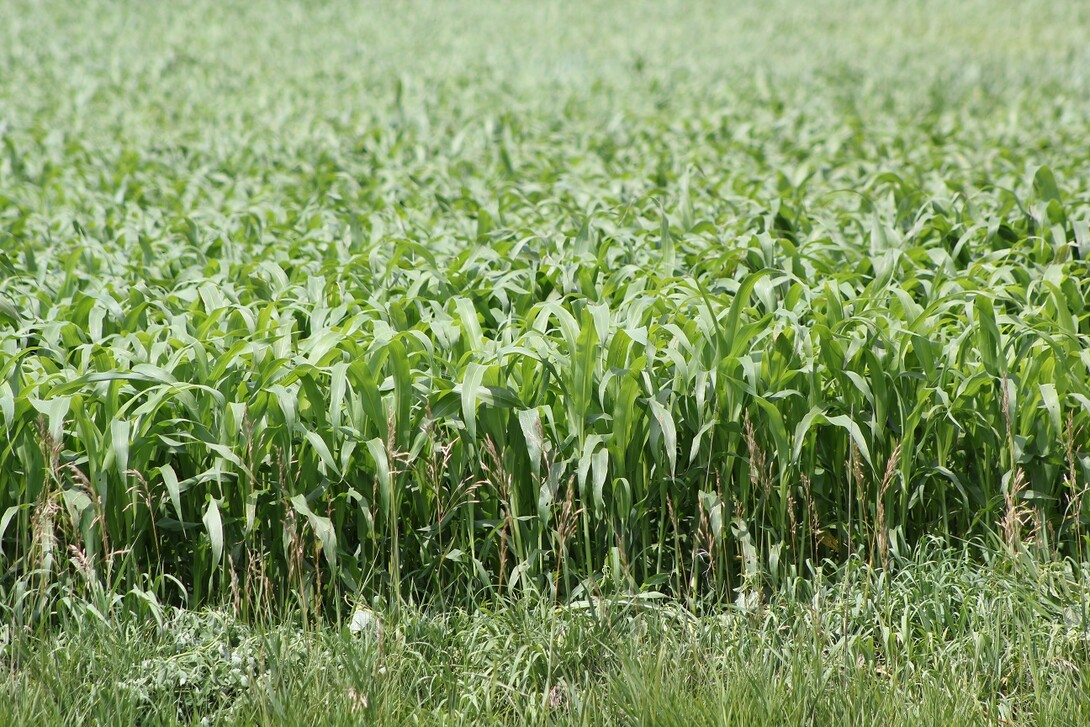sorghum