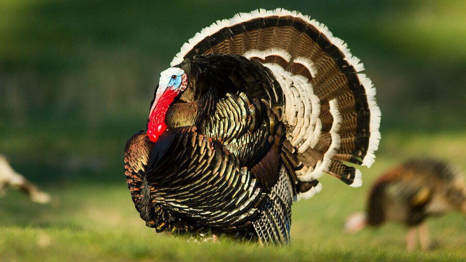 turkey