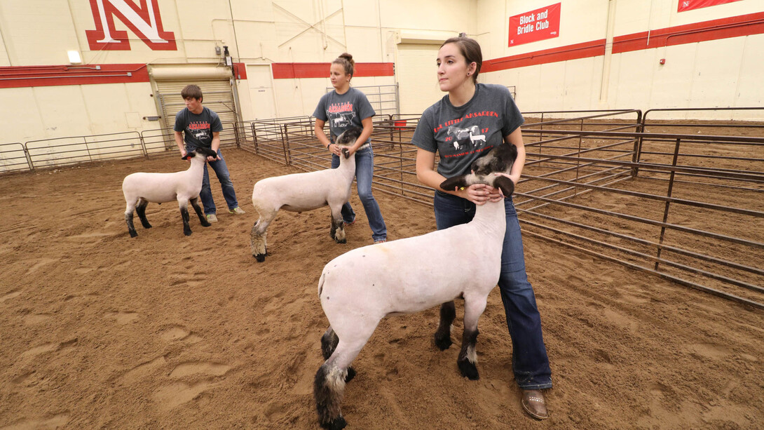 UNL virtual livestock judging camp