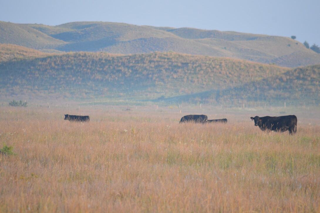 cattle grazing