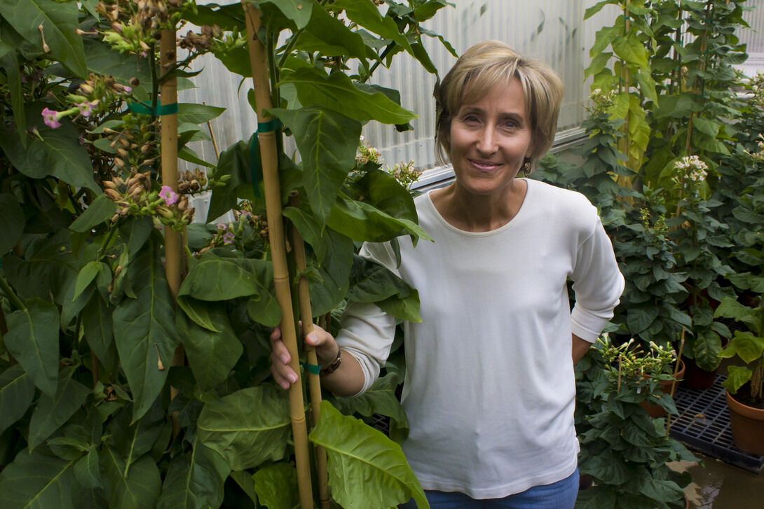 A woman standing with her plants. Links to larger image.