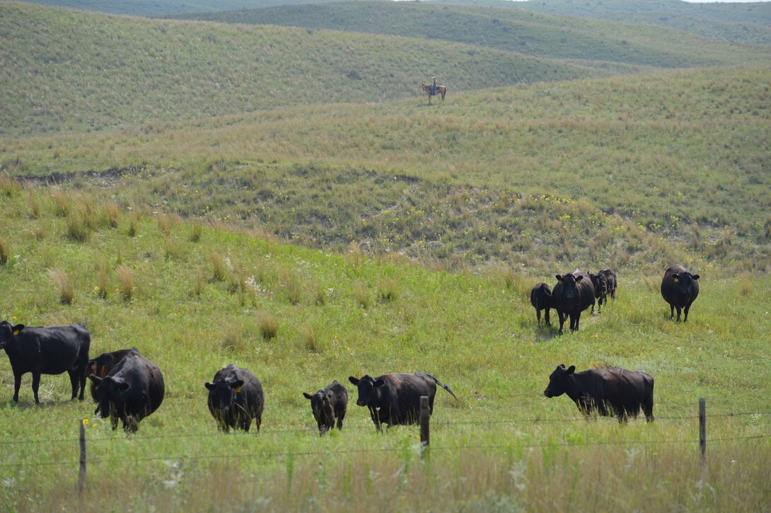 young beef producer