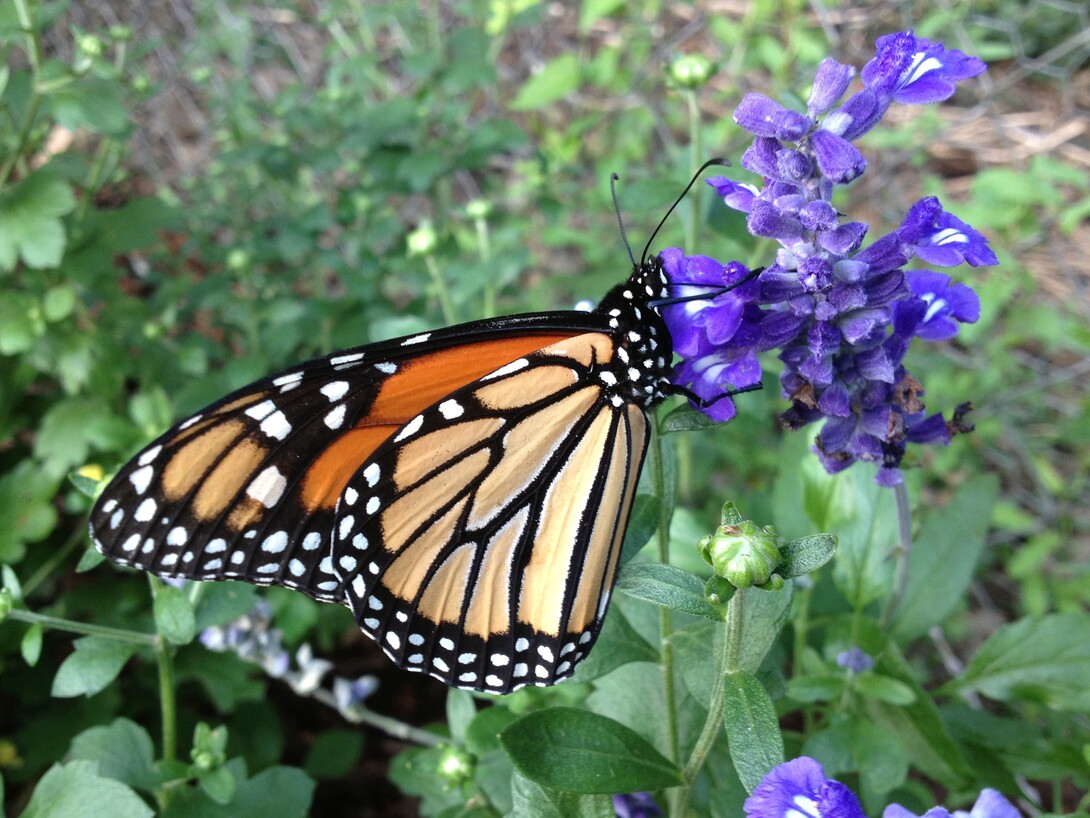 Monarch Butterfly