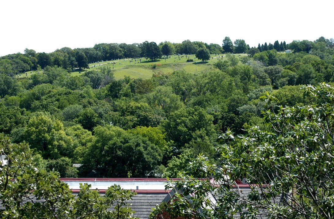 Field of trees