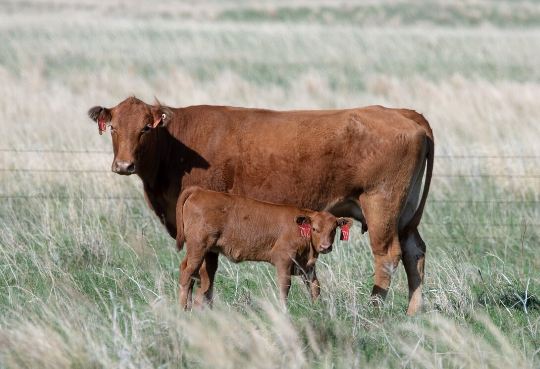 cow calf pair