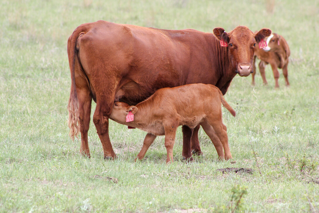 2021 Nebraska Ranch Practicum