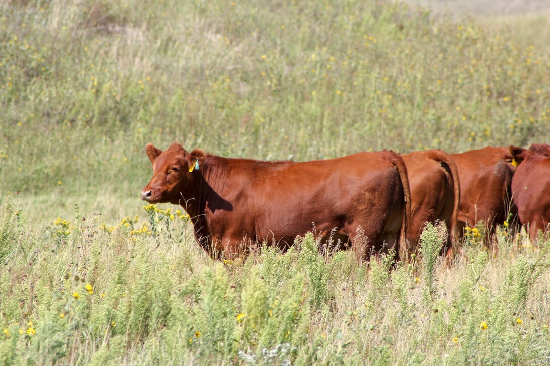 cattle grazing