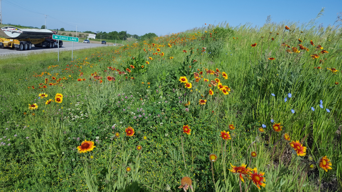 Roadside Revegetation